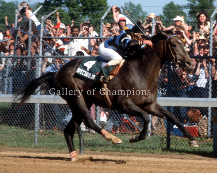 Spectacular Bid 1979 Kentucky Derby #1 Photo 8″ x 10 – 24″ x 30″